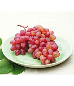 Tafeltraube 'Katharina' -Compo Verkaufsgeschäft 7773716 WE MO 001 WeinKatharina