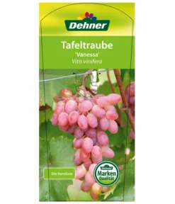 Tafeltraube 'Vanessa' -Compo Verkaufsgeschäft 7773732 TafeltraubeVanessa Etikett1