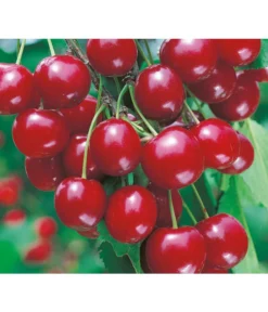 Sauerkirsche 'Vowi'