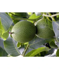 Moselaner Walnuss Klon 120 -Compo Verkaufsgeschäft 7776800 WE DE GeisenheimerWalnussKlon120Pixabay