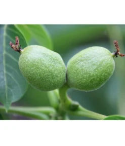 Weinheimer Walnuss Klon 139 -Compo Verkaufsgeschäft 7776818 WE DE WeinheimerWalnussKlon139Pixabay