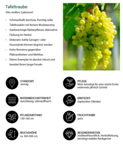 Tafeltraube 'Lakemont' -Compo Verkaufsgeschäft 7778772 WE IG 001 TafeltraubeVitisviniferaLakemont
