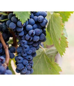 Dehner Gourmet Garten Tafeltraube 'Muscat Blue' -Compo Verkaufsgeschäft 7779101 PR DE 002 VitisWeintraubenMuscatBleuPixabay