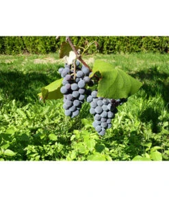 Dehner Gourmet Garten Tafeltraube 'Muscat Blue' -Compo Verkaufsgeschäft 7779101 WE DE 002 WeintraubeBlauerMuskatellerPixabay