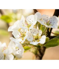 Sommerbirne 'Williams Christ' -Compo Verkaufsgeschäft 7780539 PR DE 022 BirneWilliamsChristPixabay