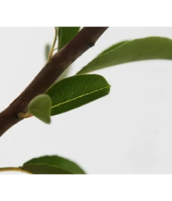 Sommerbirne 'Williams Christ' -Compo Verkaufsgeschäft 7780539 WE DE 001 BirneWilliamChristBuschPyrus