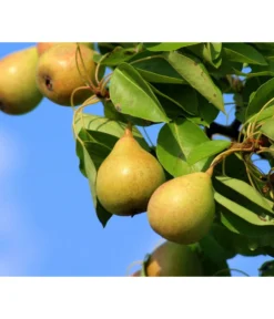 Sommerbirne 'Williams Christ'