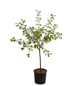 Zwetsche, Einjährige Veredelung