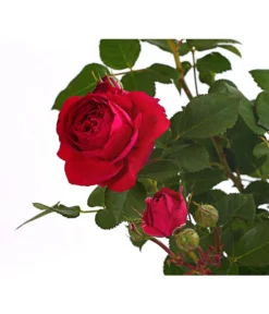 ADR-Rosen -Compo Verkaufsgeschäft 7800055 PR DE 001 RosenInSortenHuckfeldt4LiterFlowercircusBeetroseDehnerExpressHerzig