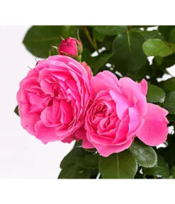 ADR-Rosen -Compo Verkaufsgeschäft 7800055 PR DE 001 RosenInSortenHuckfeldt4LiterLeonardoDaVinciBeetroseDehnerExpressHerzig