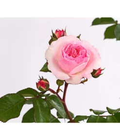 ADR-Rosen -Compo Verkaufsgeschäft 7800055 PR DE 001 RosenInSortenHuckfeldt4LiterMariatheresiaBeetroseDehnerExpressHerzig