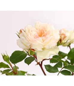 ADR-Rosen -Compo Verkaufsgeschäft 7800055 PR DE 001 RosenInSortenHuckfeldt4LiterStephanieBaroninZuGuttenbergBeetroseDehnerExpressHerzig