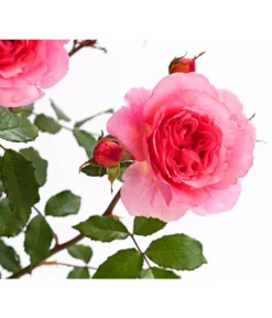 ADR-Rosen -Compo Verkaufsgeschäft 7800055 PR DE 001 RosenInSortenHuckfeldt4LiterVaneroBeetroseDehnerExpressHerzig