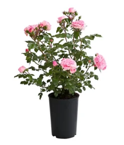 ADR-Rosen -Compo Verkaufsgeschäft 7800055 PR FS 001 RosenInSortenHuckfeldt4LiterMariatheresiaBeetroseDehnerExpressHerzig