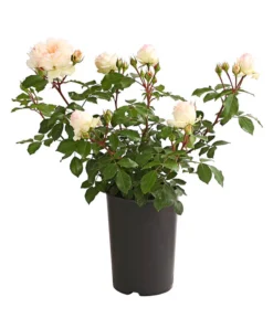 ADR-Rosen -Compo Verkaufsgeschäft 7800055 PR FS 001 RosenInSortenHuckfeldt4LiterStephanieBaroninZuGuttenbergBeetroseDehnerExpressHerzig