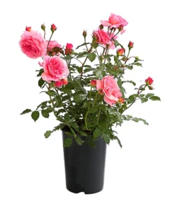 ADR-Rosen -Compo Verkaufsgeschäft 7800055 PR FS 001 RosenInSortenHuckfeldt4LiterVaneroBeetroseDehnerExpressHerzig