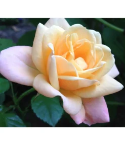 ADR-Rosen -Compo Verkaufsgeschäft 7800055 PR FS 002 RosenPixabay