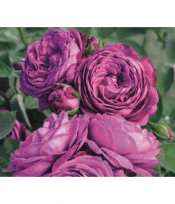 Zwergrose 'Heidi Klum®, Stämmchen