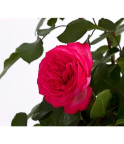 Kletterrosen, Verschiedene Sorten -Compo Verkaufsgeschäft 7800071 PR DE 001 RosenInSortenKletter7LiterKletterroseAntikeDehnerExpressHerzig