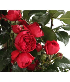 Kletterrosen, Verschiedene Sorten -Compo Verkaufsgeschäft 7800071 PR DE 001 RosenInSortenKletter7LiterKletterroseFlorentinaDehnerExpressHerzig