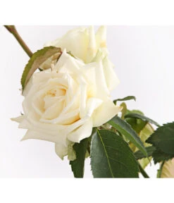 Kletterrosen, Verschiedene Sorten -Compo Verkaufsgeschäft 7800071 PR DE 001 RosenInSortenKletter7LiterKletterroseIlseKrohnDehnerExpressHerzig