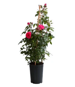 Kletterrosen, Verschiedene Sorten -Compo Verkaufsgeschäft 7800071 PR FS 001 RosenInSortenKletter7LiterKletterroseAntikeDehnerExpressHerzig