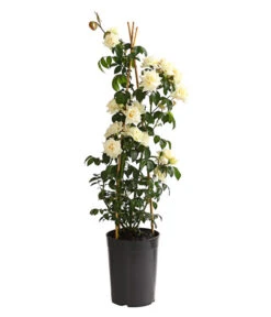 Kletterrosen, Verschiedene Sorten -Compo Verkaufsgeschäft 7800071 PR FS 001 RosenInSortenKletter7LiterKletterroseIlseKrohnDehnerExpressHerzig