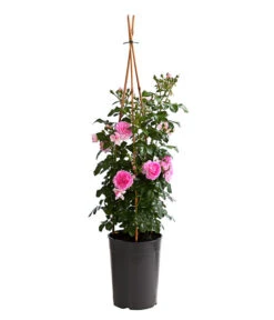 Kletterrosen, Verschiedene Sorten -Compo Verkaufsgeschäft 7800071 PR FS 001 RosenInSortenKletter7LiterKletterroseJasminaDehnerExpressHerzig