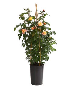 Kletterrosen, Verschiedene Sorten -Compo Verkaufsgeschäft 7800071 PR FS 001 RosenInSortenKletter7LiterKletterroseMoonlightDehnerExpressHerzig