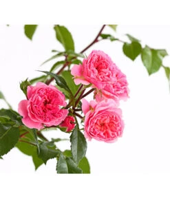 COURTYARD® Kletterrosen -Compo Verkaufsgeschäft 7801251 PR DE 001 KletterroseUrtyard5LiterRosaPirouetteDehnerExpressHerzig