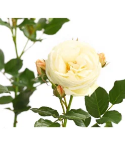 Duftrosen, Verschiedene Sorten -Compo Verkaufsgeschäft 7801988 PR DE 001 DuftrosenInSortenHuckfeldt4LiterArtemisBeetroseDehnerExpressHerzig