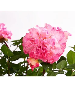 Duftrosen, Verschiedene Sorten -Compo Verkaufsgeschäft 7801988 PR DE 001 DuftrosenInSortenHuckfeldt4LiterAugustaLuiseBeetroseDehnerExpressHerzig