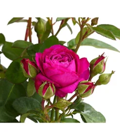 Duftrosen, Verschiedene Sorten -Compo Verkaufsgeschäft 7801988 PR DE 001 DuftrosenInSortenHuckfeldt4LiterHeidiKlumBeetroseDehnerExpressHerzig