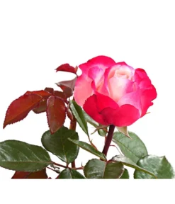 Duftrosen, Verschiedene Sorten -Compo Verkaufsgeschäft 7801988 PR DE 001 DuftrosenInSortenHuckfeldt4LiterNostalgieBeetroseDehnerExpressHerzig