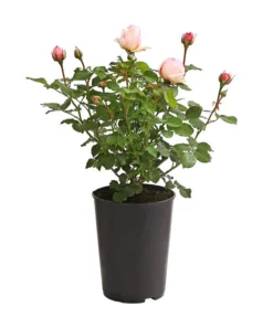 Duftrosen, Verschiedene Sorten -Compo Verkaufsgeschäft 7801988 PR FS 001 DuftrosenInSortenHuckfeldt4LiterAlexandrineBeetroseDehnerExpressHerzig