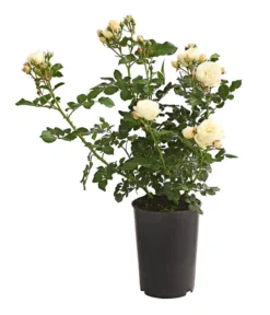 Duftrosen, Verschiedene Sorten -Compo Verkaufsgeschäft 7801988 PR FS 001 DuftrosenInSortenHuckfeldt4LiterArtemisBeetroseDehnerExpressHerzig