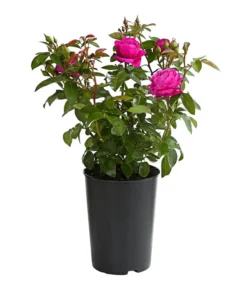 Duftrosen, Verschiedene Sorten -Compo Verkaufsgeschäft 7801988 PR FS 001 DuftrosenInSortenHuckfeldt4LiterHeidiKlumBeetroseDehnerExpressHerzig