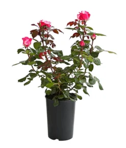 Duftrosen, Verschiedene Sorten -Compo Verkaufsgeschäft 7801988 PR FS 001 DuftrosenInSortenHuckfeldt4LiterNostalgieBeetroseDehnerExpressHerzig