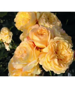 Beetrose 'Romantische Straße®'