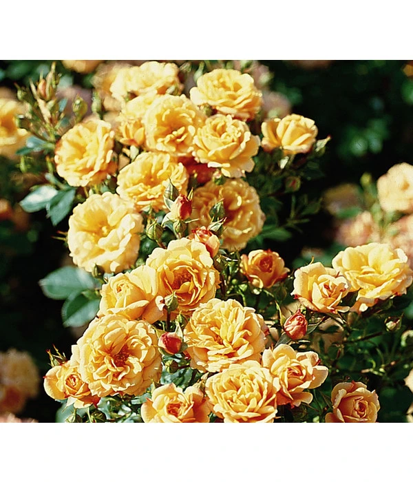 Zwergrose 'Apricot Clementine®' 1 Zwergrose 'Apricot Clementine®'