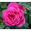 Edelrose 'J.W.v. Goethe Rose®', Stämmchen