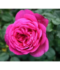 Edelrose 'J.W.v. Goethe Rose®', Stämmchen