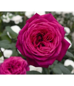 Duftrosen, Verschiedene Sorten