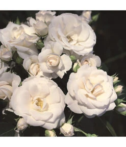 Rosen-Set Pflegeleicht, Rosa/weiß, 2-teilig -Compo Verkaufsgeschäft 7803026 WE DE 002 BodendeckerRoseAspirinTantauWeiss