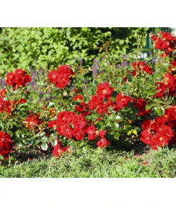 Bodendeckerrose 'Matador®' -Compo Verkaufsgeschäft 7803067 WE DE 003 BodendeckerRoseMatadorTantauRotRet