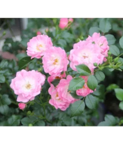 Bodendeckerrose 'Satina®' -Compo Verkaufsgeschäft 7803133 PR DE 003 BodendeckerroseSatinaTantauRet