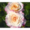 Edelrose 'Aquarell®', Stämmchen