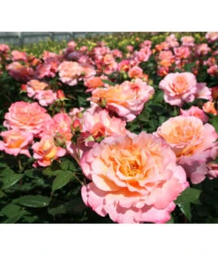 Edelrose 'Augusta Luise®'
