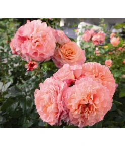 Edelrose 'Augusta Luise®' -Compo Verkaufsgeschäft 7803372 PR DE 005 EdelroseAugustaLuiseTantau