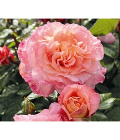 Duftrosen, Verschiedene Sorten -Compo Verkaufsgeschäft 7803372 WE DE 003 NostalgieEdelroseAugustaLuiseTantauPfirsichfarben